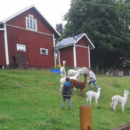 Barn och alpackas på gård