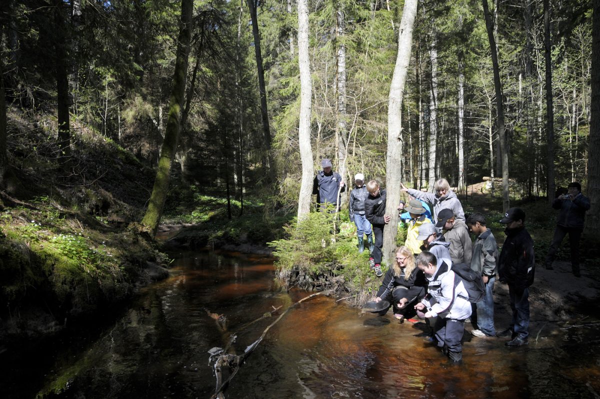 Barn och vuxna vid bäck i skogen.