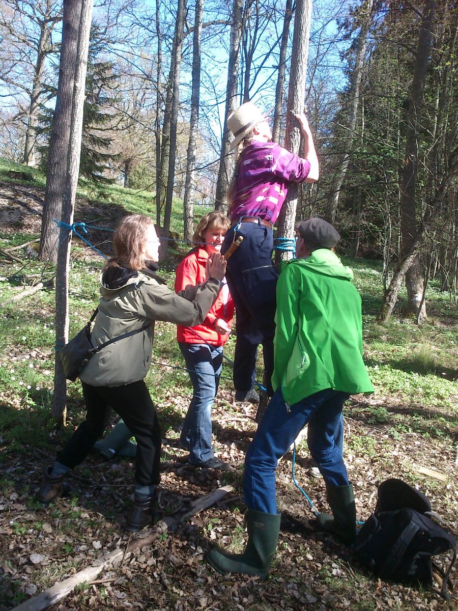 Tre personer hjälper en fjärde att klättra upp i ett träd.