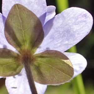 Närbild på en blåsippa