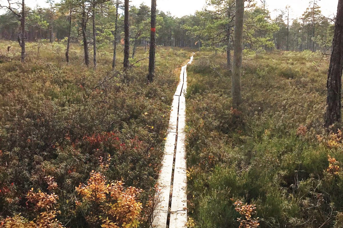 Fjällmossens naturreservat