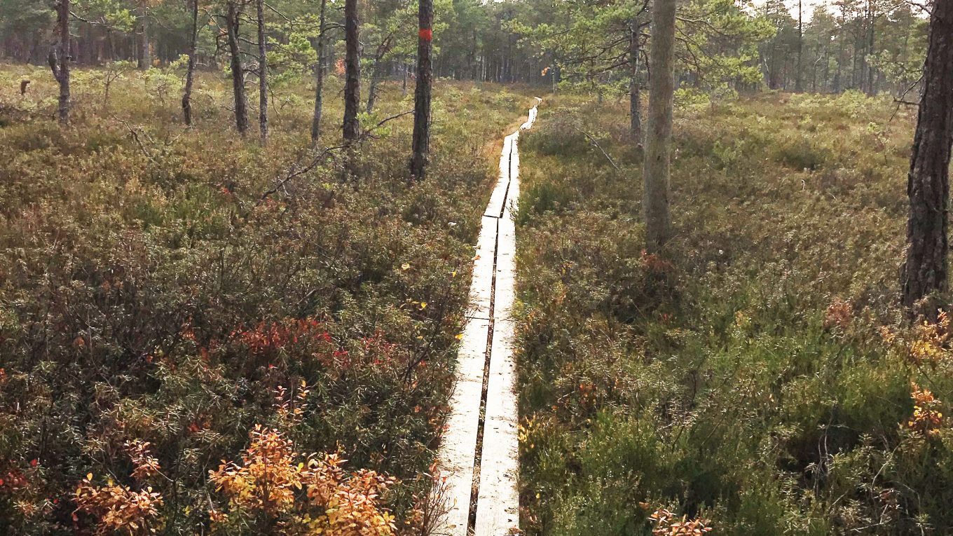 Fjällmossens naturreservat