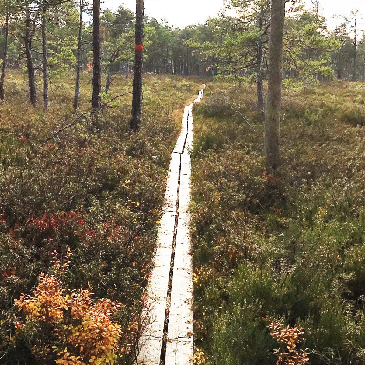Fjällmossens naturreservat