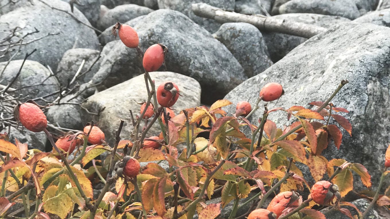 Nypon och grå stenar