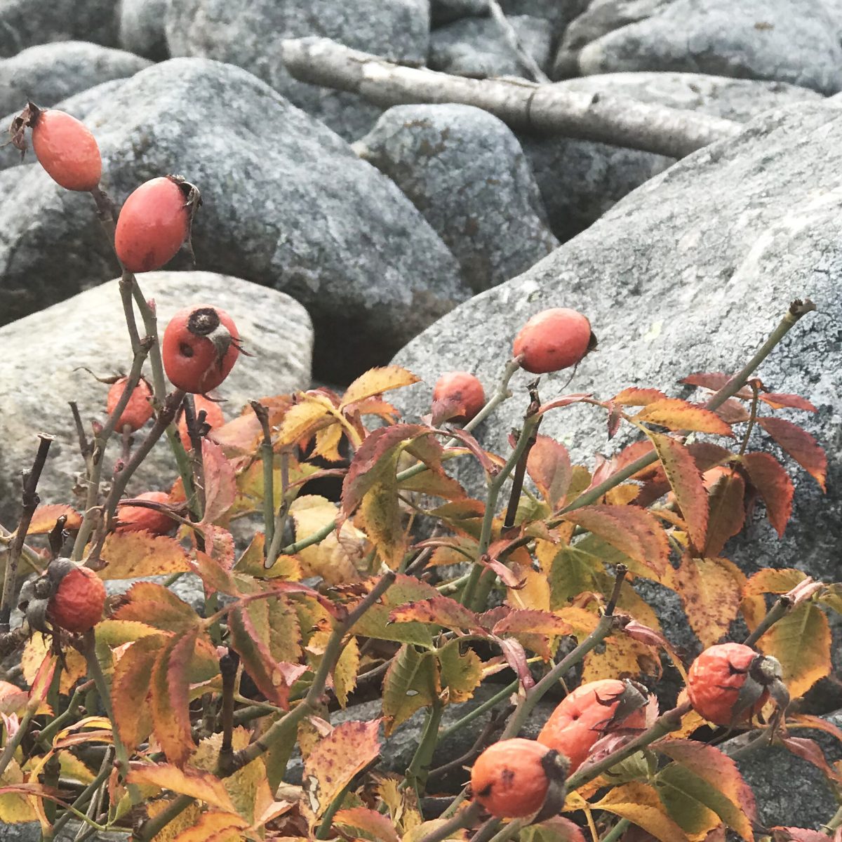 Nypon och grå stenar