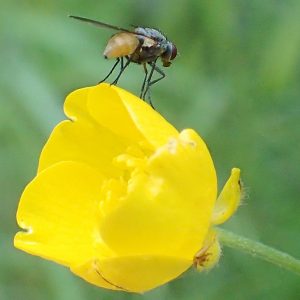 Smörblomma och fluga