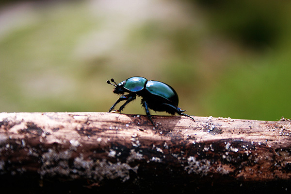 Skalbagge som är ute och går på en trädstam