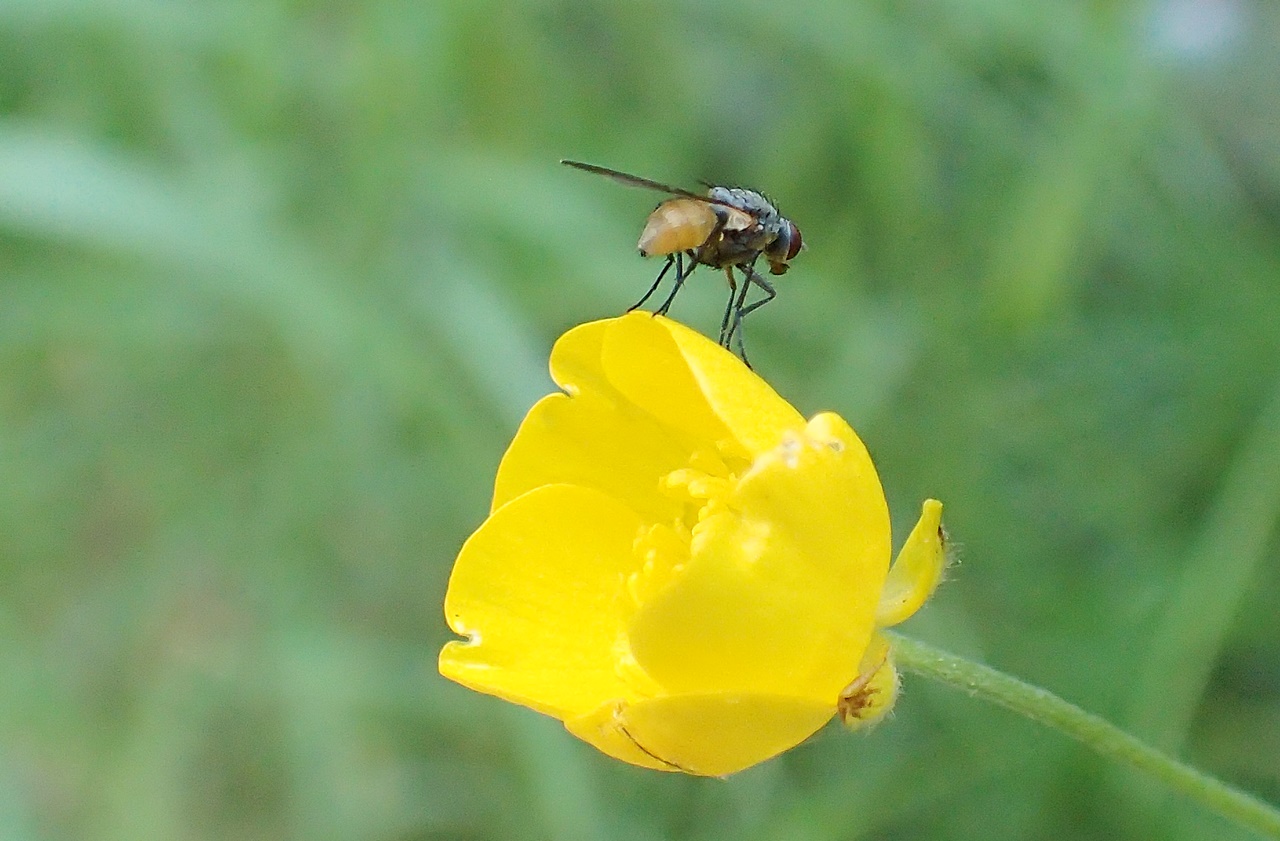 Smörblomma och fluga