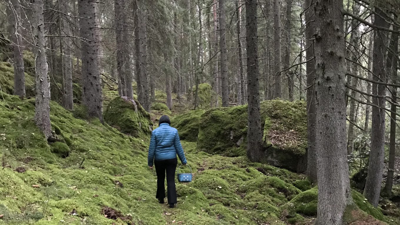 En kvinna letar svamp i Kolmårdsskog
