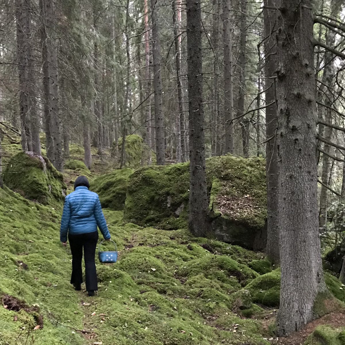 En kvinna letar svamp i Kolmårdsskog